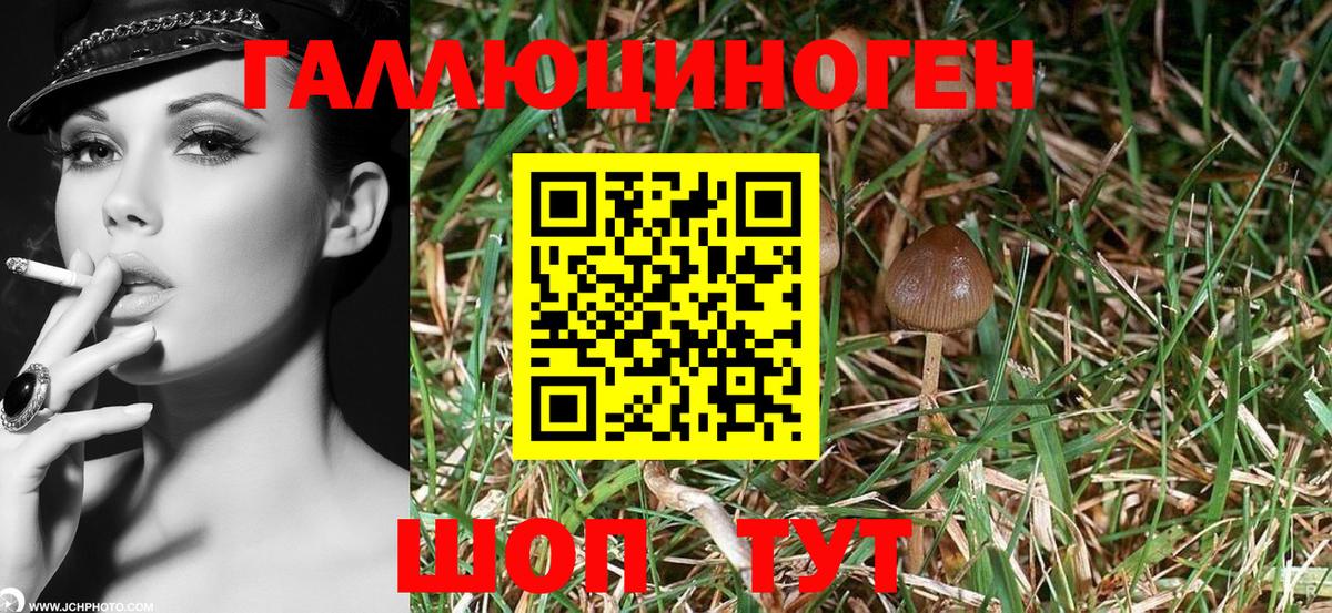 Галлюциногенные грибы Усть-Джегута